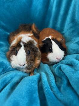 Rescue Abyssinian Guinea Pigs for Adoption in Walnut Grove, California - Cali And Zumi | PetCurious